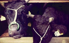 新疆哈密市爆牛O型口蹄疫 同批64牛遭一併撲殺