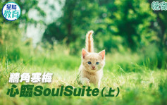牆角寒梅｜心臨SoulSuite（上）
