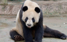 大熊貓健康狀況備受關注 保護研究中心促勿過度干涉飼養工作
