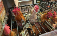 英国爆H5N1禽流感 港暂停进口疫区禽类产品