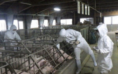 日本豬瘟疫情擴散11縣 當局將啟動施打疫苗計畫