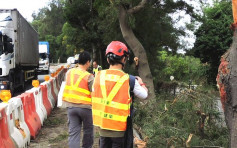 【九巴上水车祸】 2株台湾相思树被撞毁 路政署树木组到场检视