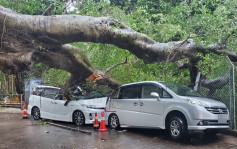 荃湾东林台塌树 压毁两辆私家车