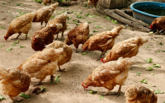 日本禽流感扩散至11个县 高知县将扑杀3万只鸡