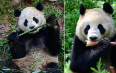 熊貓外交︱「雲川」和「鑫寶」啟程赴美   開啟10年旅美生活