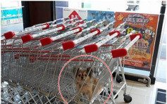 小狗被困購物車表情可憐 網民聲討狗主求警介入