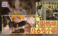 荃灣香車街街市店舖失竊  7貓被盜