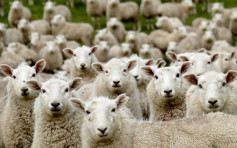 研究：公羊閹割後壽命延長6成 男人切除睪丸或有同樣好處