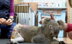 澳洲兽医用针灸治愈半身不遂小树熊