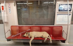 土耳其最Chill流浪狗登场 坐地铁上巴士搭小轮样样识