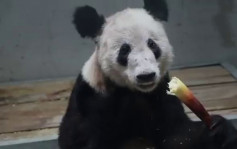 大熊猫「丫丫」回到北京动物园 需静养暂不对外展出