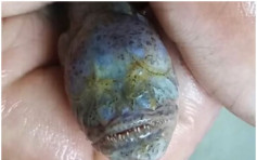 【有片】江蘇發現罕見須鰻鰕虎魚　貌似《異形》幼體