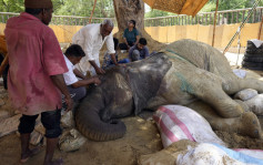巴基斯坦動物園17歲大象跌倒後死亡 園方挨轟園長被「炒魷」