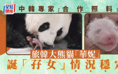 旅韓大熊貓「華妮」誕下雙胞胎 情況穩定