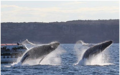 【有片】澳洲2頭座頭鯨遊客前躍出水面　旅遊公司職員「我無言了」