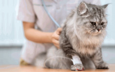 OneDegree：寵物年均醫療費用近6,500元 按年升15%
