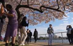 日本赠250棵樱花贺美国独立250周年  历史上赠美樱花多灾多难