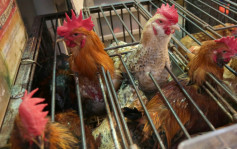 爱沙尼亚Rapla郡爆禽流感 食环署暂停进口其禽肉及禽类产品