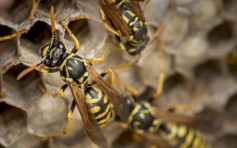 重庆少年摘蜂巢出售 致村民遭黄蜂攻击1死5伤