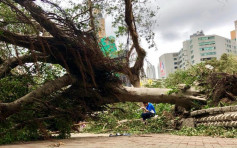「山竹」襲港逾半年仍有588處塌樹未清 維修開支達3100萬元