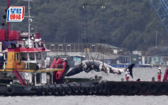 西貢鯨魚｜海洋公園指初步解剖已完成 提交死因報告或需以月計
