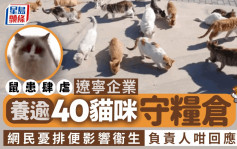 护粮小卫士  辽宁企业饲养40馀只猫守护粮仓