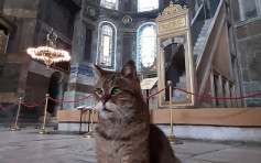 博物館變回清真寺 聖索菲亞堂「鎮館之貓」可繼續居住