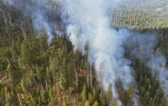 加州山火101公頃林木被毀 3000年歷史紅杉樹林受威脅 