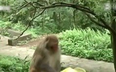 貴州森林公園猴子搶遊客手機摔壞  園方致歉拒賠償