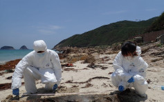 西貢西灣村發現擱淺江豚屍體 今年度第19宗