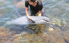 赤柱夏萍湾发现海豚尸体 胃内发现少量塑胶