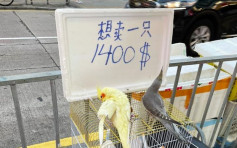 【Juicy叮】元朗疑有人非法售卖鹦鹉 羽毛有被剪痕迹