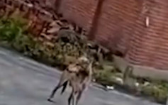 三狼疑覓食闖哈爾濱村莊咬死寵物犬 兩隻被擊斃一被擒