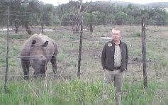 南非野生動物園發起網上募款 為單身犀牛買「女友」