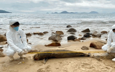 大浪湾沙滩现成年江豚尸体 本年度第6宗