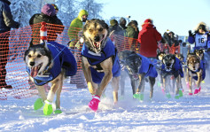 阿拉斯加雪橇狗 開展1600公里長征賽