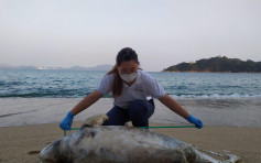 長洲東灣發現嚴重腐爛江豚屍體 為本年度第9宗
