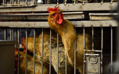 英俄荷爆H5N8禽流感 港停止进口禽类产品
