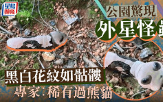 湖南公園「外星怪蟲」蠕動片瘋傳　內行人認出：它比熊貓還稀有