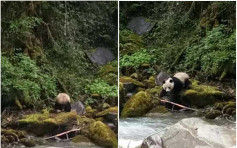 四川再現野生熊貓　河邊喝水見人就跑