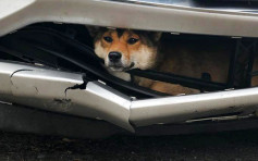 纽约狗被卡在「泵把」和「鬼面罩」之间行驶25公里才被发现救出