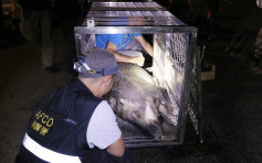 【野豬為患】漁護署打擊非法餵飼 上月阻截12宗個案