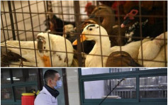 重庆再爆H7N9病例 　女患者入院治理暂无人传人风险