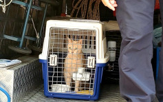 负责人疑涉走私猫狗被捕 屯门宠物酒店：无参与走私活动