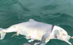 中華白海豚南丫島水域擱淺 已嚴重腐爛
