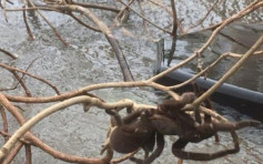 昆士蘭女子拯救被困洪水毒蜘蛛 引發網民熱討