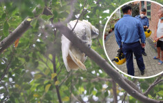 土瓜灣萬元白鸚鵡飛上樹 香蕉引誘無果消防拯救