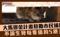大馬市政府推現金計畫鼓勵市民捕鼠  不論生死每隻值約5港元 