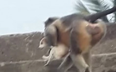 印度猴群报复幼猴被杀 屠250只狗后又袭人
