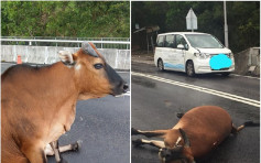 大嶼山私家車撞倒黃牛 重傷倒地需人道毀滅